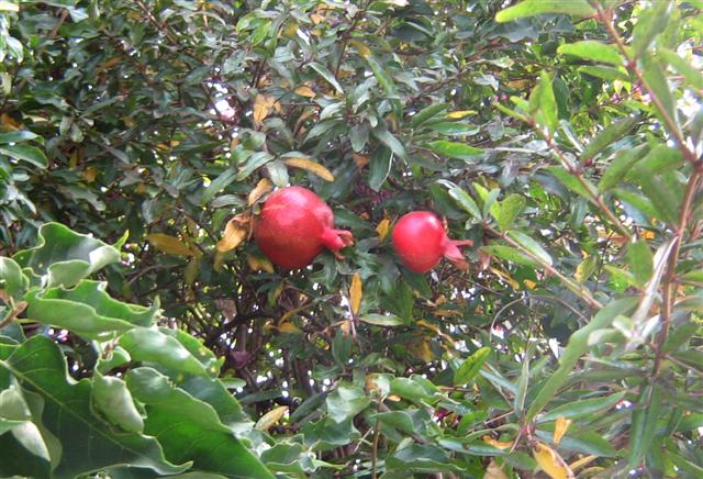 pomegranate3-small